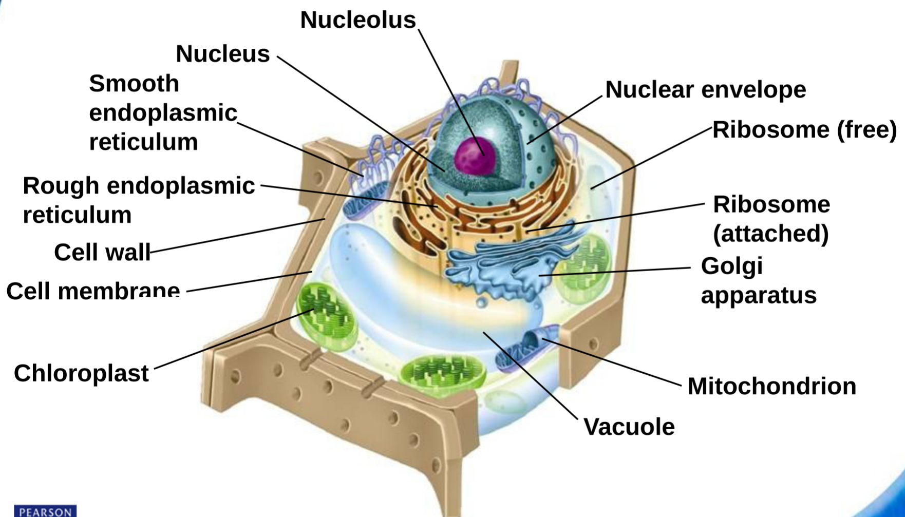 Plant Cell Diagram: