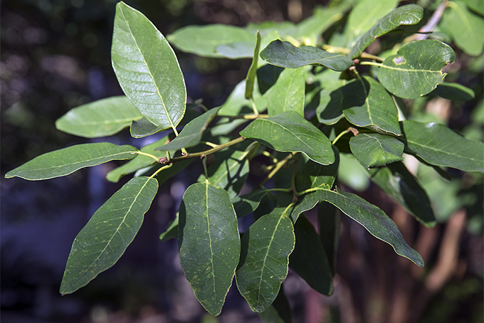 <p>Monterrey oak</p>