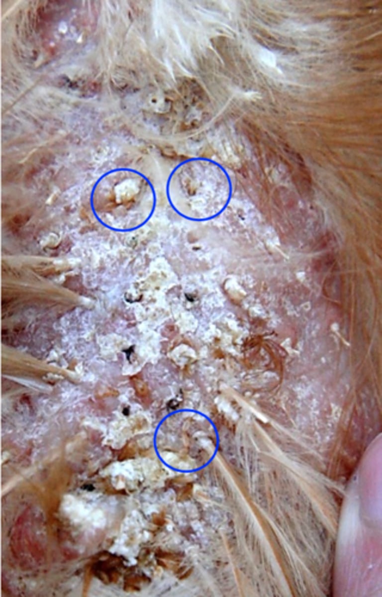 <p>• Most common and pathogenic louse of poultry;</p><p>Host</p><p>Chicken, turkey but also domestic guinea fowl, peafowls, quail, and pheasants</p><p>Common around the vent but also abdomen, breast, back, head, neck etc;</p>