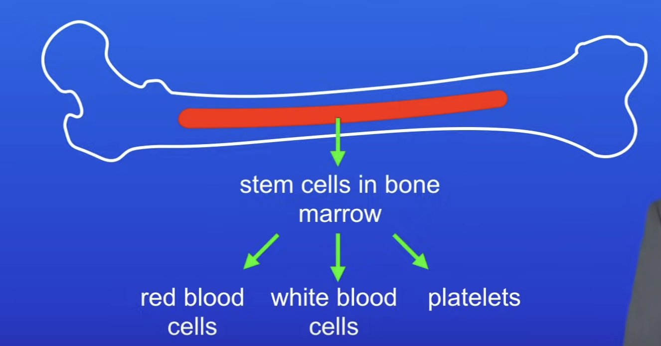 <p>Cells found in blood</p><ul><li><p>RBC</p></li><li><p>WBC</p></li><li><p>Platelets</p></li></ul>