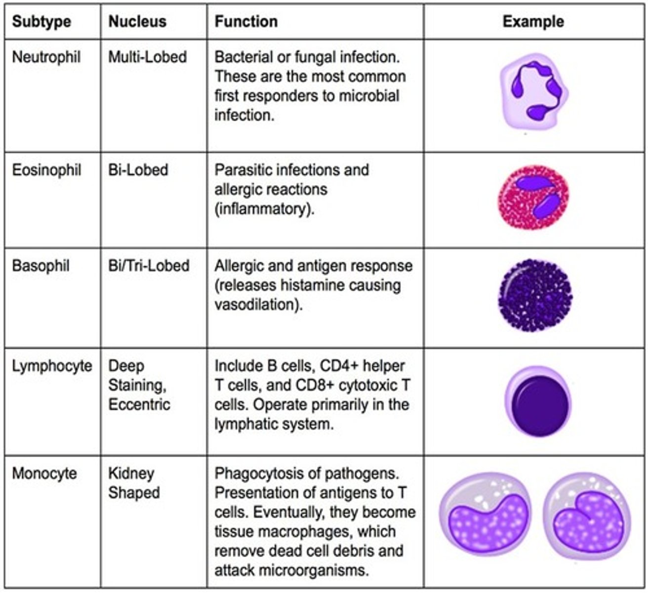 <p>neutrophil- multi-lobed &amp; bacterial or fungal infection; most common first responders to microbial infection</p><p>eosinophil- bi-lobed; parasitic infections/ allergic reactions (inflammatory)</p><p>basophil-bi-tri lobed &amp; allergic/antigen response (release histamine causing vasodilation)</p><p>lymphocyte- deep staining, eccentric; includes B-cells, CD4+ Helper T cells &amp; CD8+ cytotoxic T cells; operate primarily in the lymphatic system</p><p>monocyte- kidney shaped; phagocytosis of pathogens, presentation of antigens to T cells. eventually becoming tissue macrophages, which remove died cell debris and attack microorganisms</p>