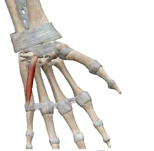 <p>Court fléchisseur du V</p>