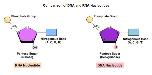 <p></p><ol><li><p><span>Phosphate group – links nucleotides together via phosphodiester bonds</span></p></li><li><p><span>5-carbon sugar – deoxyribose in DNA, ribose in RNA</span></p></li><li><p><span>Nitrogenous base – A, T, C, G (DNA) or A, U, C, G (RNA)</span></p></li></ol><p></p>