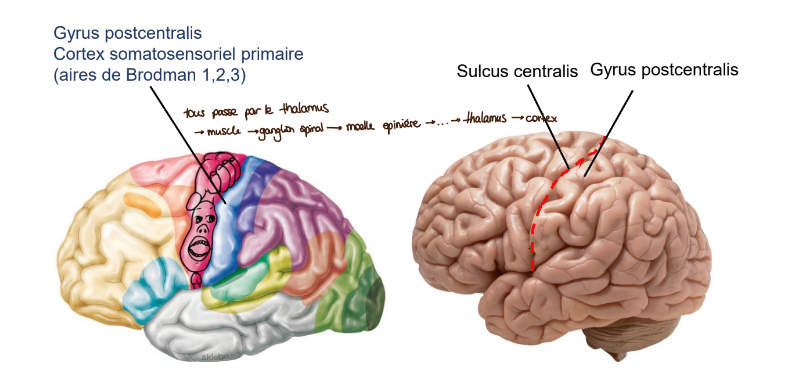 <p>L'information somatosensorielle qui devient consciente est traitée dans le cortex somatosensoriel, avant d’arriver tous les neurones passent par le thalamus.</p>