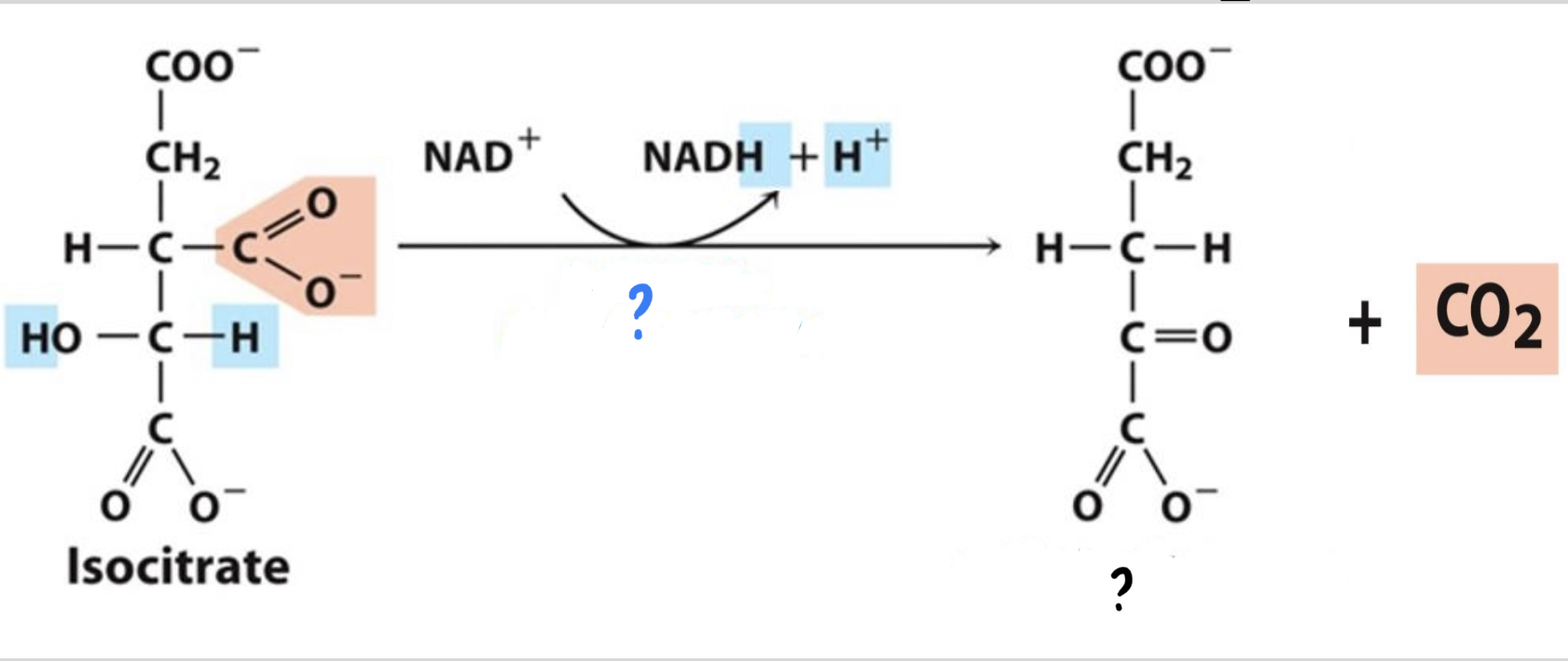 <ul><li><p>Isocitrate is oxidized, <u>reducing NAD+</u></p><p><u>to NADH. Then the resulting compound loses a CO2 molecule.</u></p></li></ul>