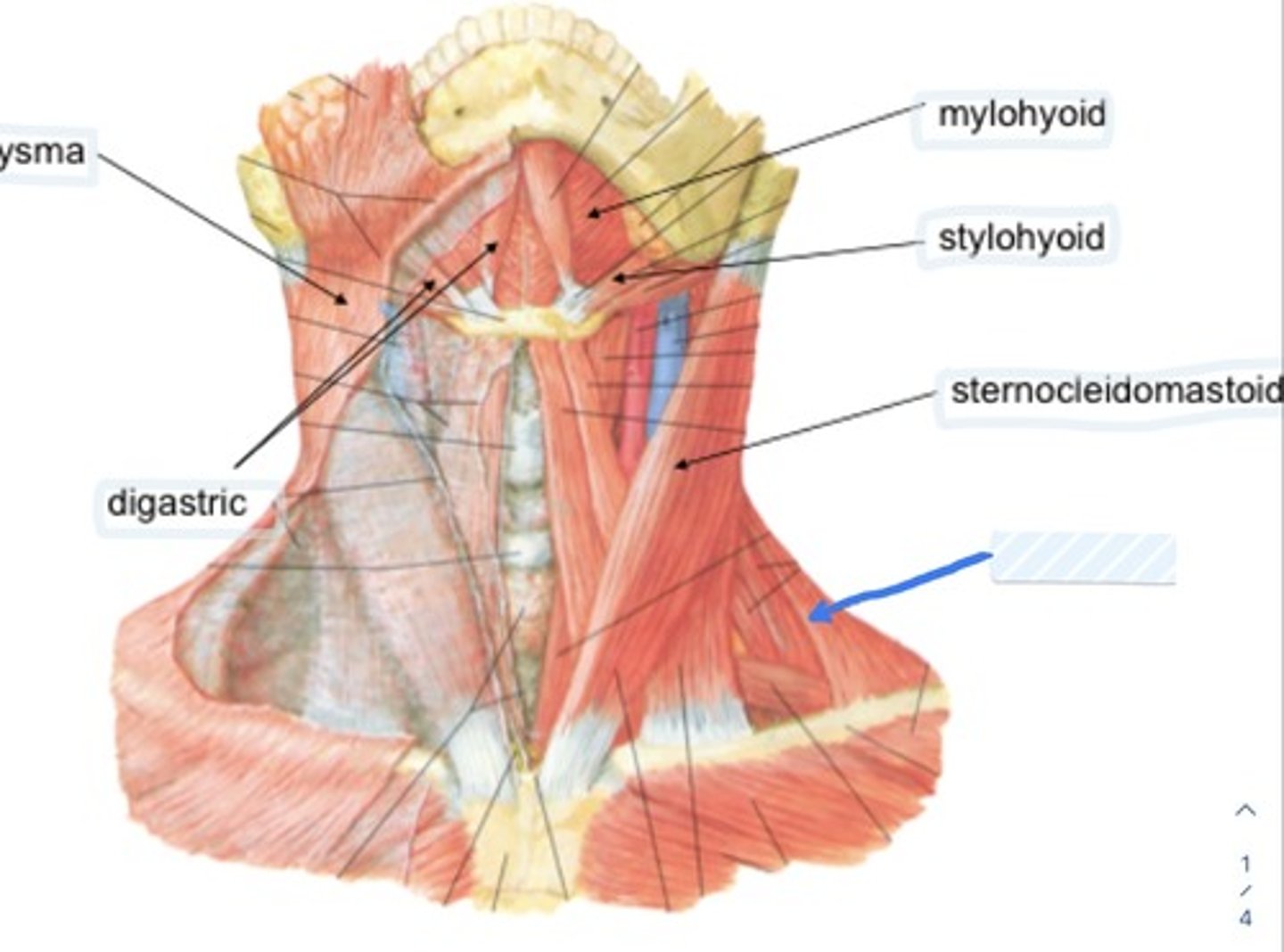 knowt flashcard image