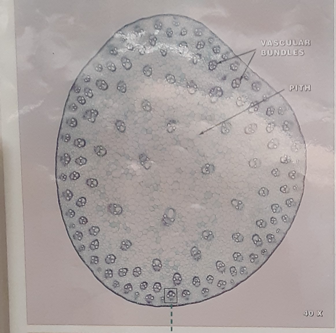 <p>Monocot or dicot </p>
