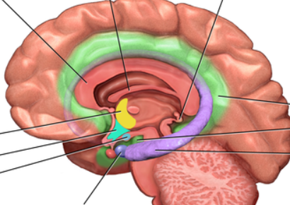 <ul><li><p>neural system located below the cerebral hemispheres</p></li></ul><ul><li><p>associated with emotions and drives</p></li></ul><p></p>