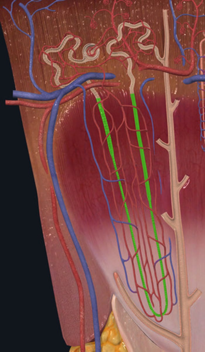 <p>ID Structure Highlighted Green</p>