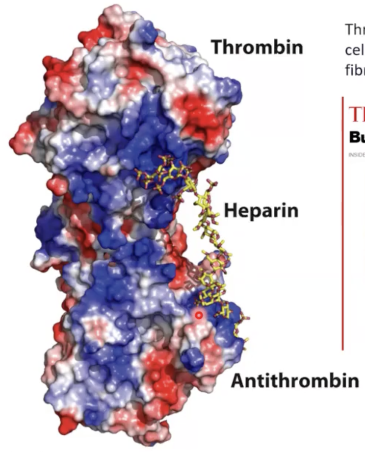 <p>antithrombin (protease inhibitor).</p><p></p><p>positively charged amino acid residues in protein.</p><p></p><p>heparin.</p>