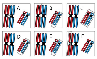 Which circled portion(s) of the diagrams represent **sister chromatids**?