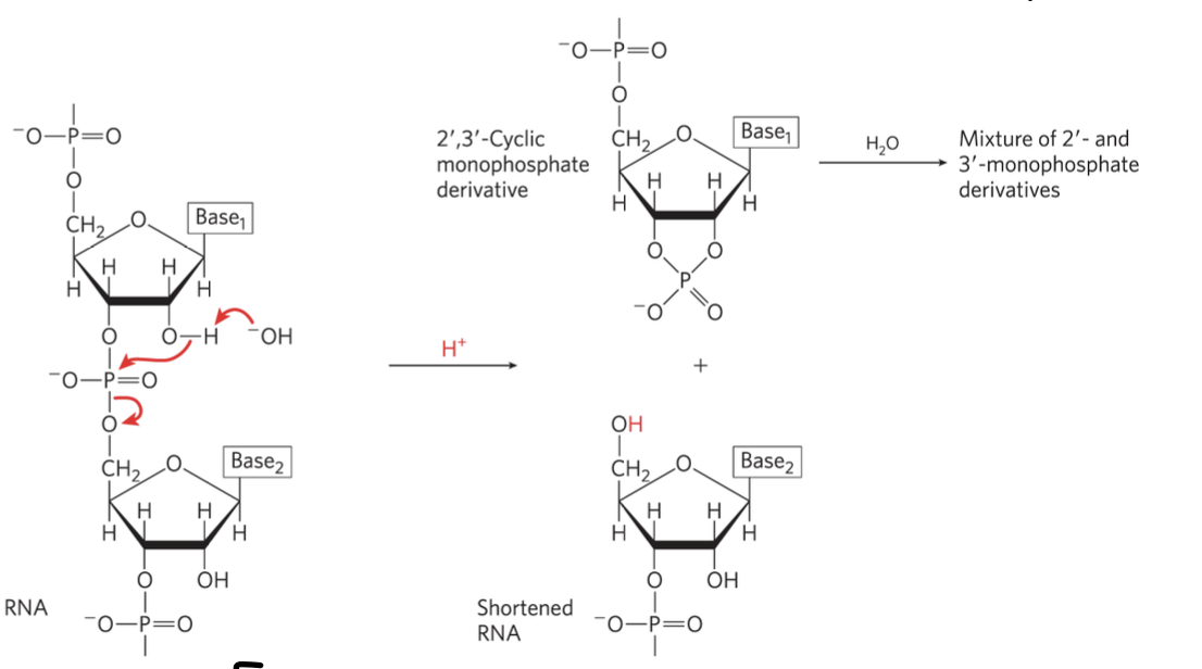 <ul><li><p>2’ of sugar, H for DNA, OH for RNA</p></li><li><p>uracil = RNA, thymine = DNA</p></li><li><p>RNA in acidic pH may degrade</p></li><li><p>RNA stability varies between cells</p></li></ul><p></p>