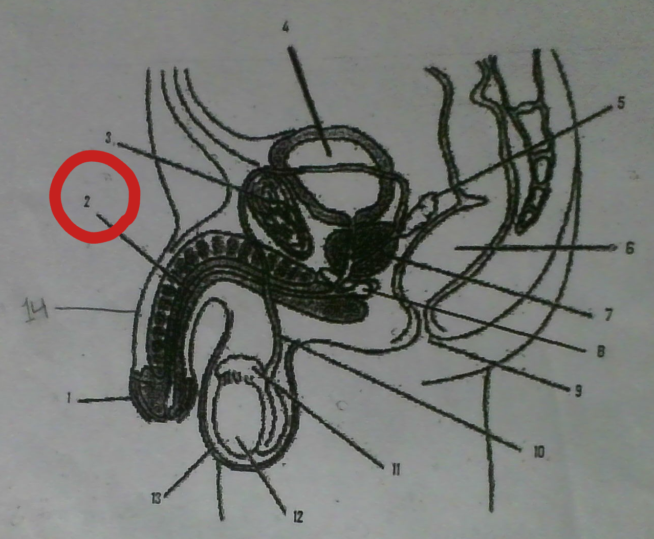 Male Reproductive System Flashcards Knowt