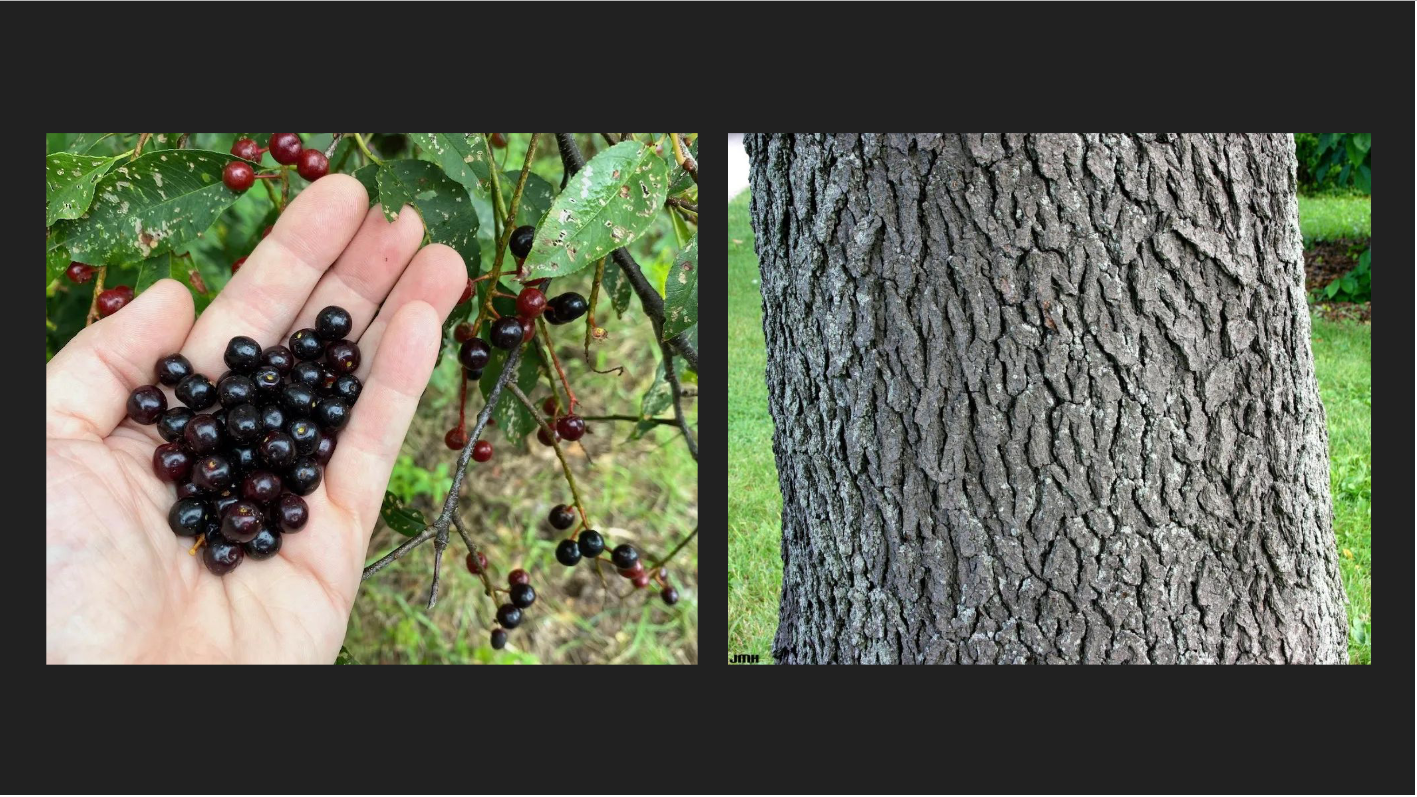 <p>Prunus serotina</p><p>Black Cherry</p>