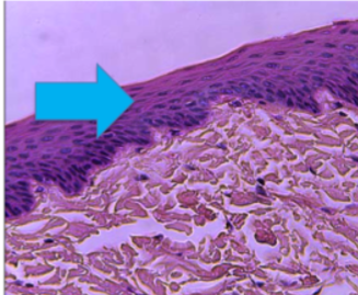 <ol><li><p>Tissue Type</p></li><li><p>Locations found</p></li><li><p>location specific functions</p></li></ol><p></p>