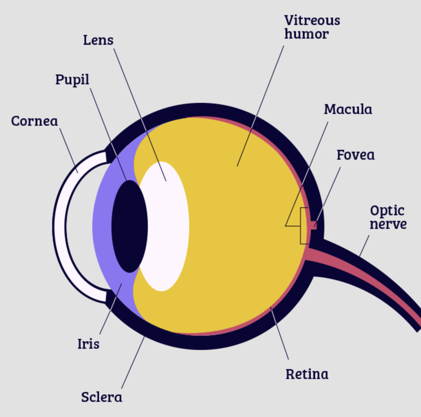 <p>Lens</p>