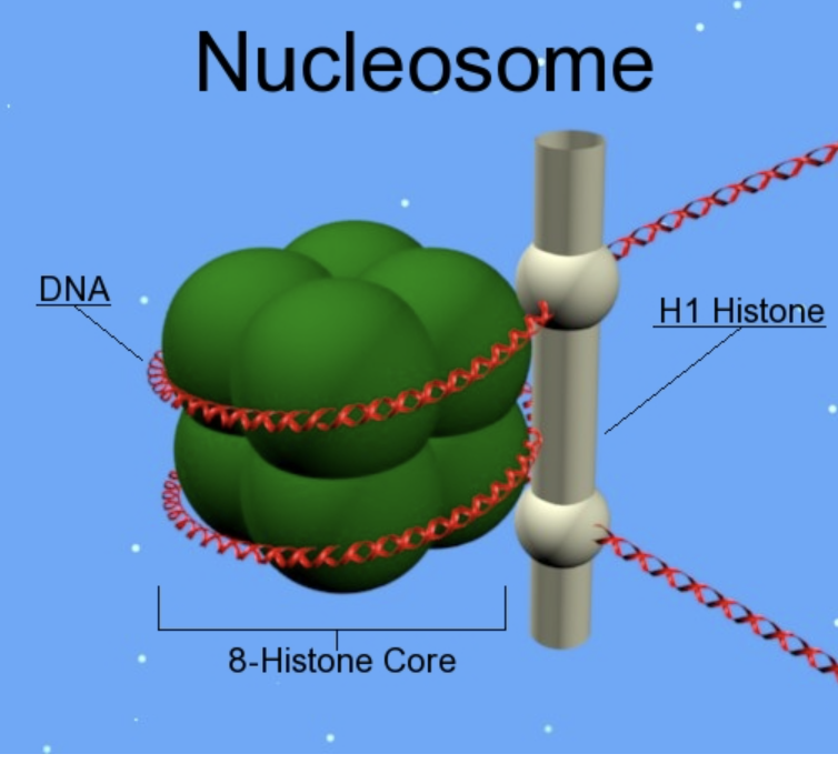 <p>Length of DNA wrapped around a core of histone proteins </p><p>Looks like beads on a string when stretched out. </p>