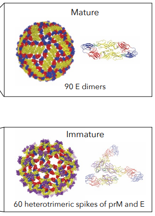 
1. viral RNA captured by NS2A and transported to assembly sites

   
   1. NS2A recruits unprocessed C-prm-E and NS2B
2. NS2B3 cleaves C-prM-E polyprotein
3. C proteins bind genomic RNA from NS2A to form nucleocapsid
4. prM/E proteins form trimeric spikes on luminal side of membrane
5. Virion **buds** out of ER lumen 

   
   1. non-infectious; prM (chaperone) prevents premature fusion and inactivation during egress (60 heterotrimeric spikes)
6. In golgi, E proteins undergo pH-dependent conformational change 

   
   1. Furin cleaves prM and mature virus forms (herringbone)
   2. 90 E dimers lie flat against membrane
