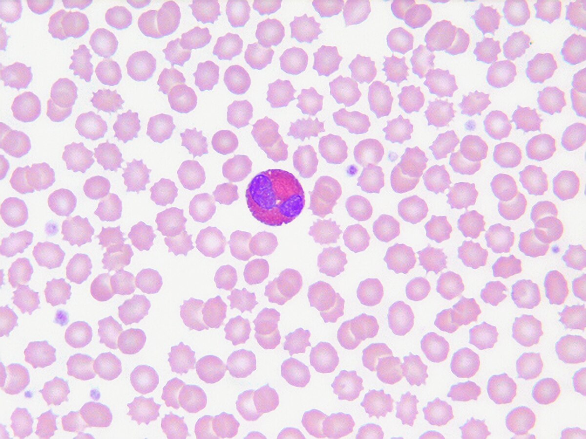 <p>Pinker granules within cytoplasm, bigger than the ones in neutrophils</p>