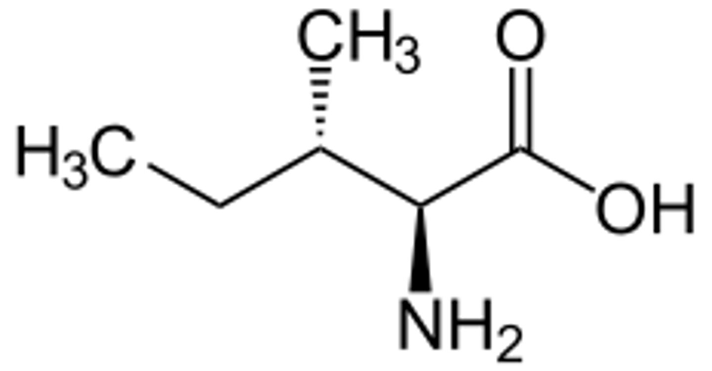 <p>Isoleucine</p>