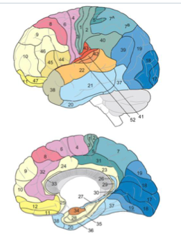 <p>Pars Oper, Pars tri </p>