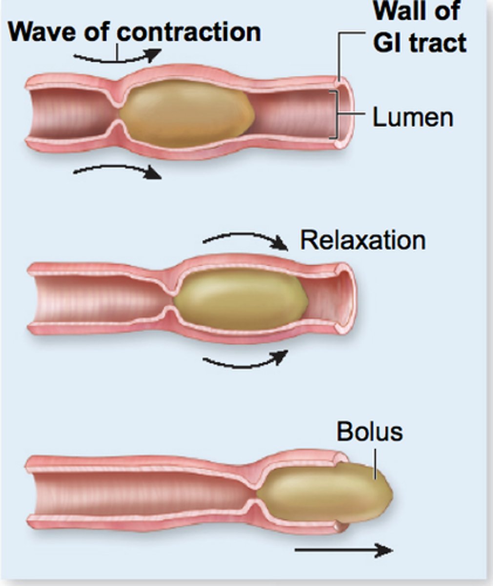 <p>- Adjacent segments of GI tract organs alternately contract + relax<br>- Moves food along the tract distally<br>- Occurs in the esophagus, stomach, small intestine, large intestine</p>