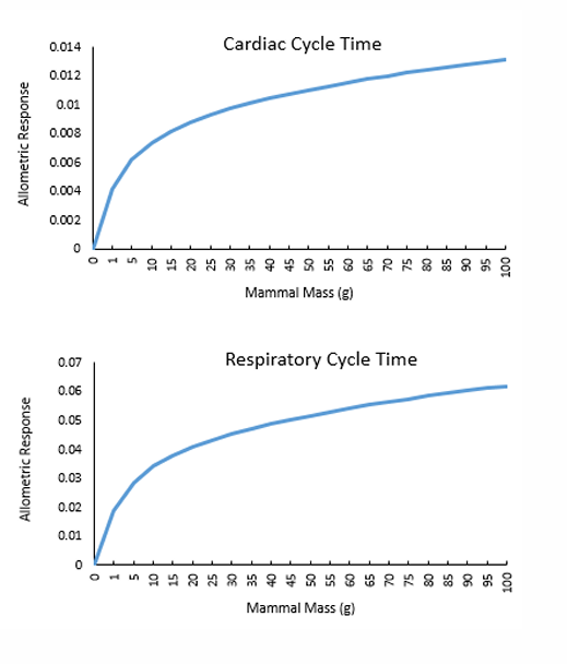 <p>The larger the mammal mass is the higher the allometric response is for both Cardiac Cycle time &amp; Respritory cycle time. </p>