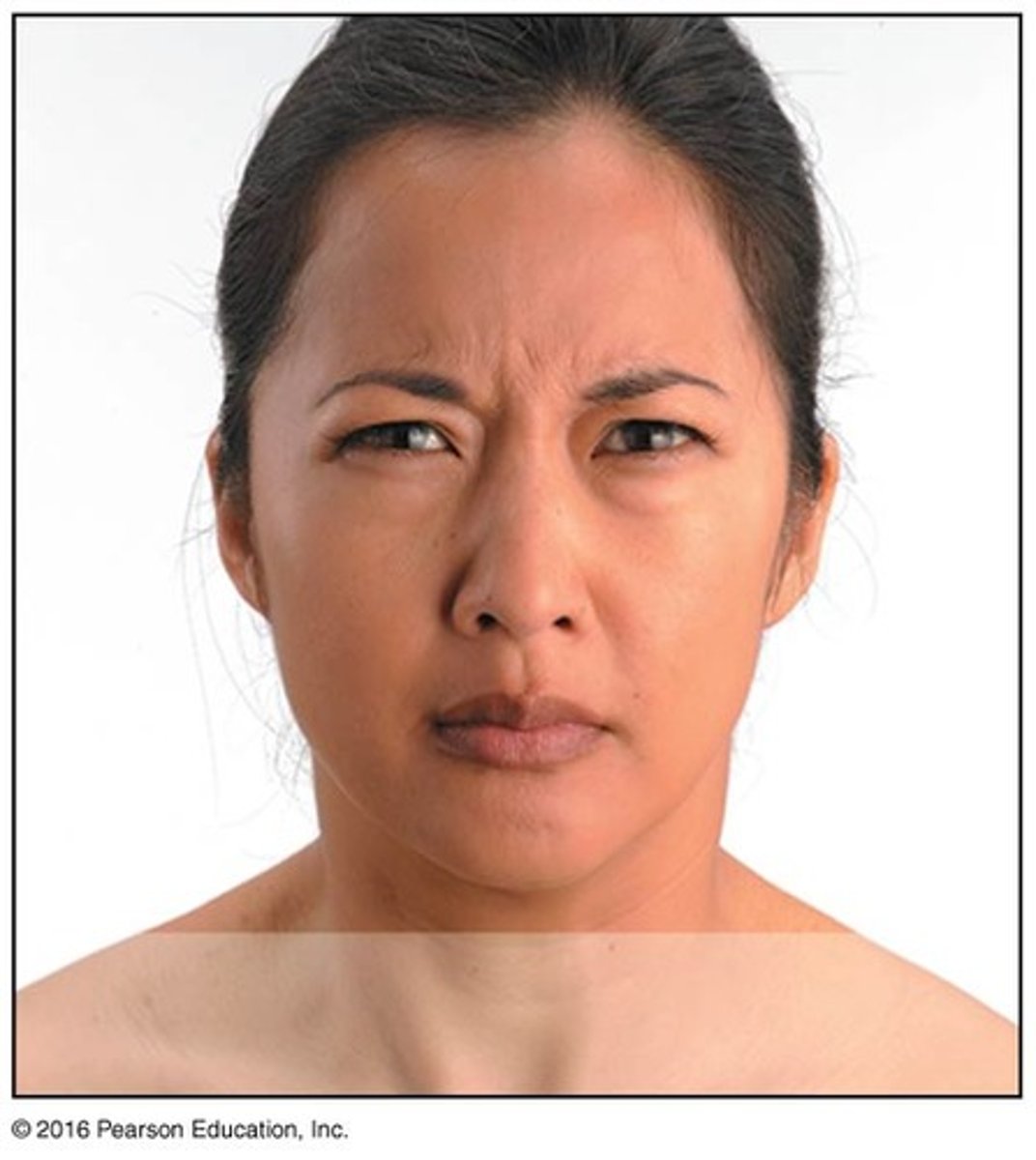 <p>furrows brow; scowling, wrinkles forehead vertically</p>