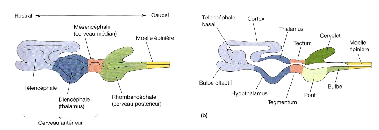 <ul><li><p>moelle épinière </p></li></ul><p></p>