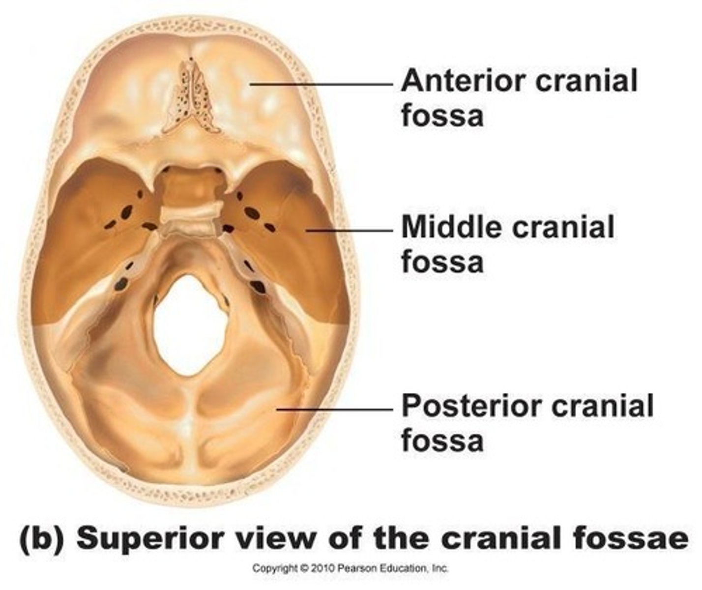 <p>The passage for the brain stem into the spinal canal.</p>