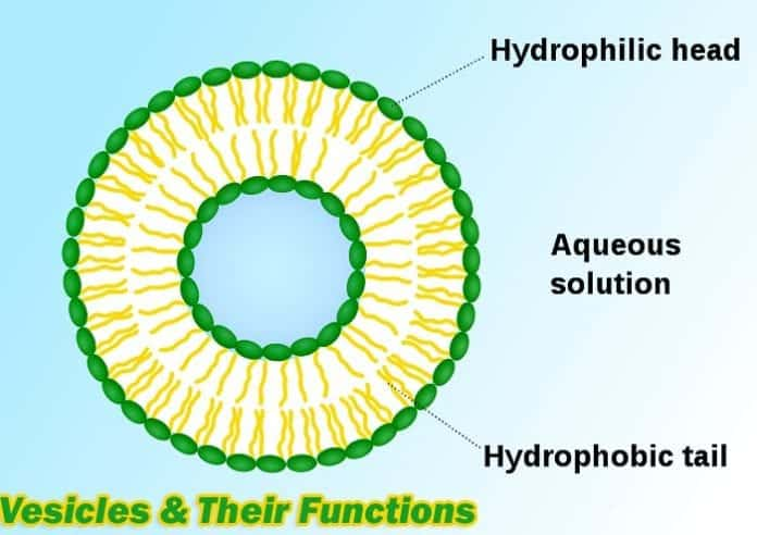 <p>vesicles</p>