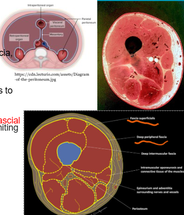 <ul><li><p>can predict the spread of infections</p></li><li><p>administering IM injections - keep the muscles in place. </p></li></ul><p></p>