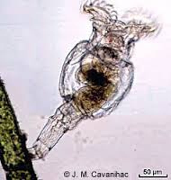 <p>Wheel animals<br>~ 1800 species</p>