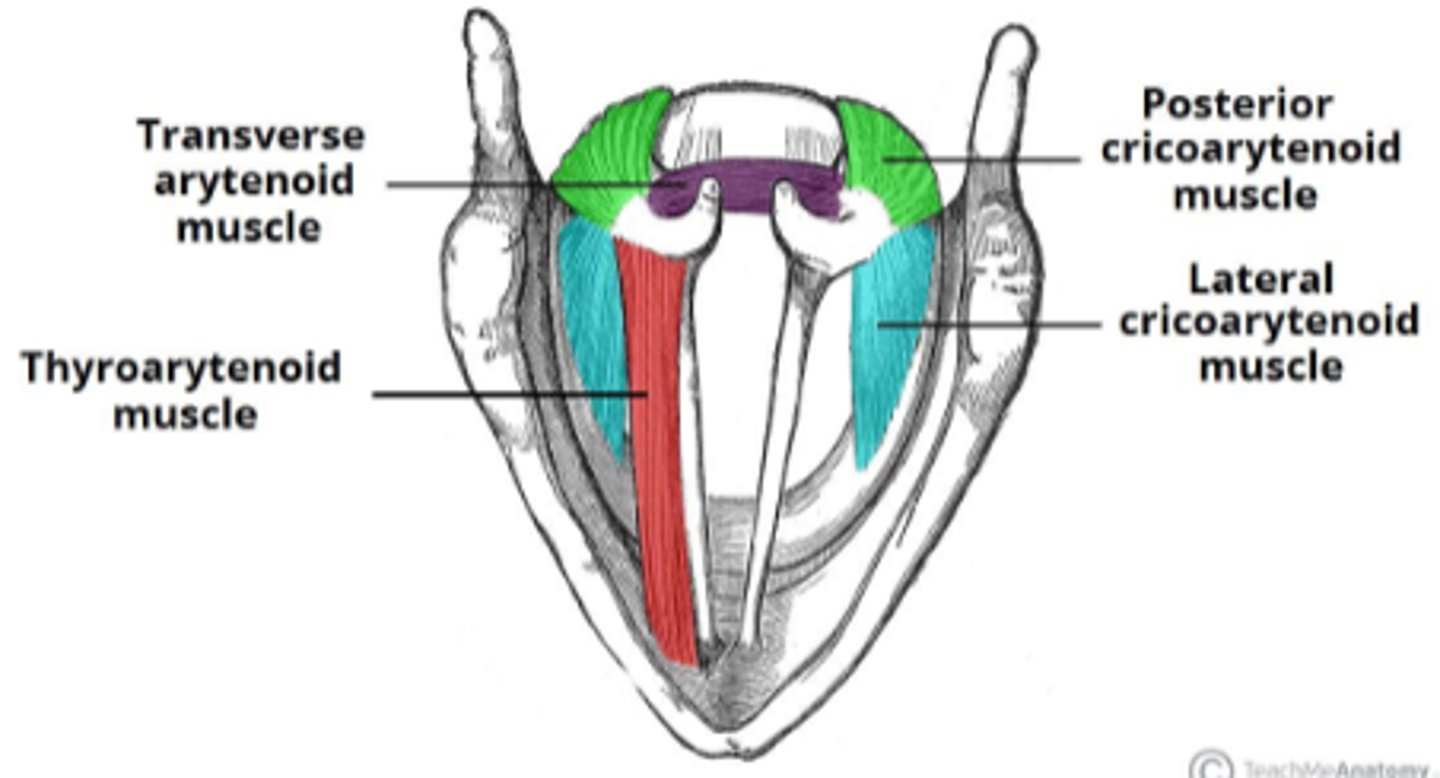 <p>abductor</p><p>- posterior cricoarytenoid (sole abductor of VF)</p><p>adductors</p><p>- oblique arytenoid</p><p>- transverse arytenoid</p><p>- lateral cricoarytenoid</p><p>tensors/relaxers</p><p>- thyroarytenoid - relaxes the vocal ligament</p><p>- cricothyroid - stretches &amp; tenses the vocal ligament</p>