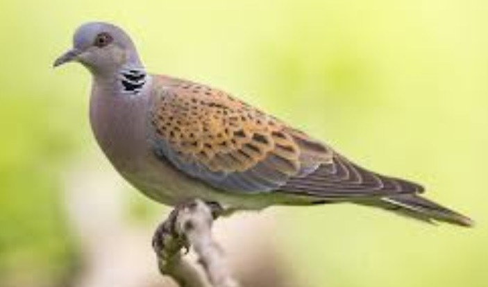 <p>zařaď živočicha do systému</p><p>Třída - řád - čeleď - druh čeština (latina)</p>