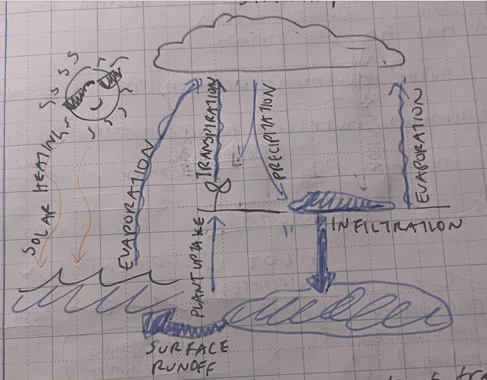 <p>water; required for bodily functions and movment around ecosystem</p><p>the movement of water around the biosphere among sources and sinks</p><p>= speed and direction of hydrologic cycle</p><ul><li><p>global warming → increased evaporation</p></li><li><p>harvesting trees → reduces evapotranspiration → increase in runoff + percolation → water leaves surface</p></li><li><p>paving over land → decreased percolation → increased runoff + evaporation</p></li><li><p>diverting water for use</p></li></ul><p></p>