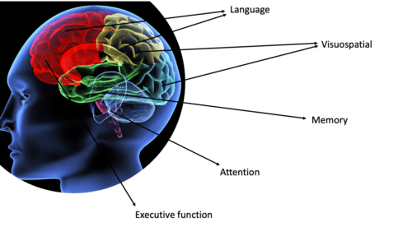 <p>Language, visuospatial, memory, attention, executive function</p>