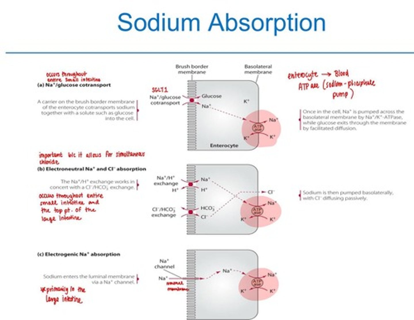 <p>Most abundant extracellular cation.</p>