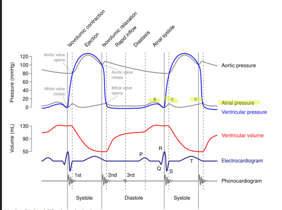 <p>in the phonocardiogram portion of the diagram, what does the 1, 2 and 3 refer to? (S1, S2, S3)</p>