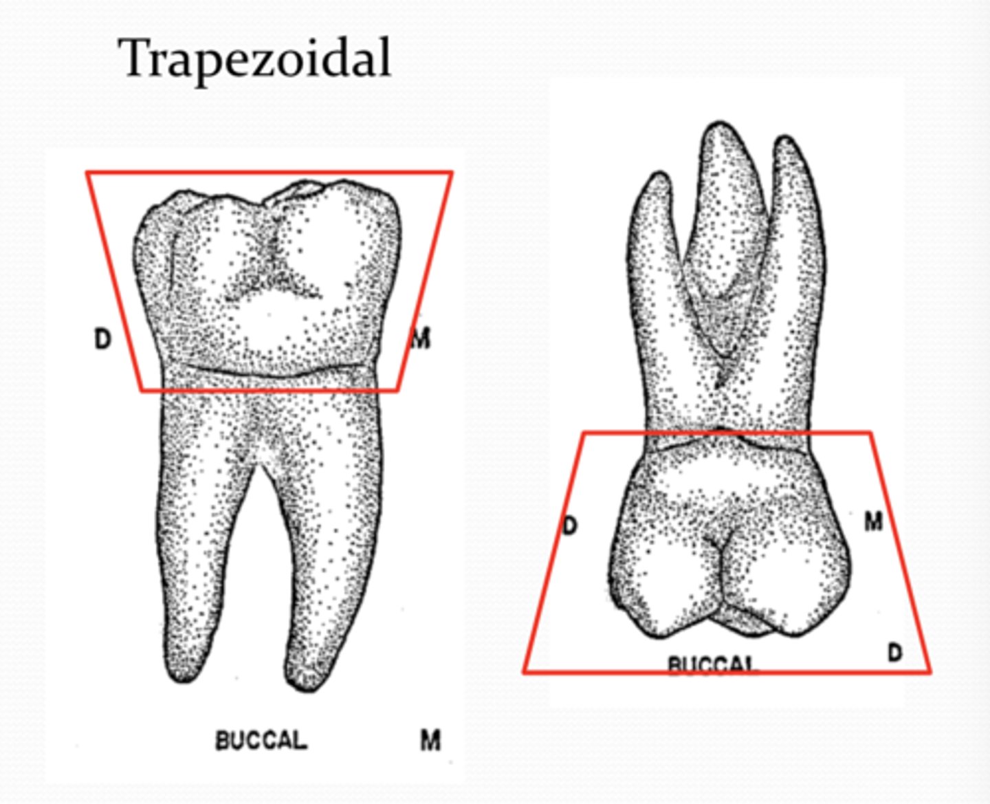 <p>trapezoidal</p><p>mandibular molars incline lingually from interproximal view</p>