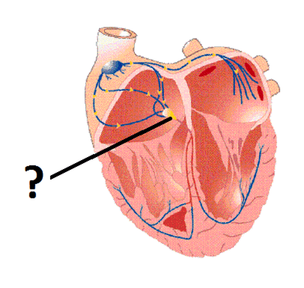 <p>relays electrical impulses from atria into ventricles</p><p>- upper (proximal): AV node</p><p>- lower (distal): His bundle</p><p>- divides into right and left bundle branches</p><p>- distributes signals to ventricles through Purkinje fibers</p>