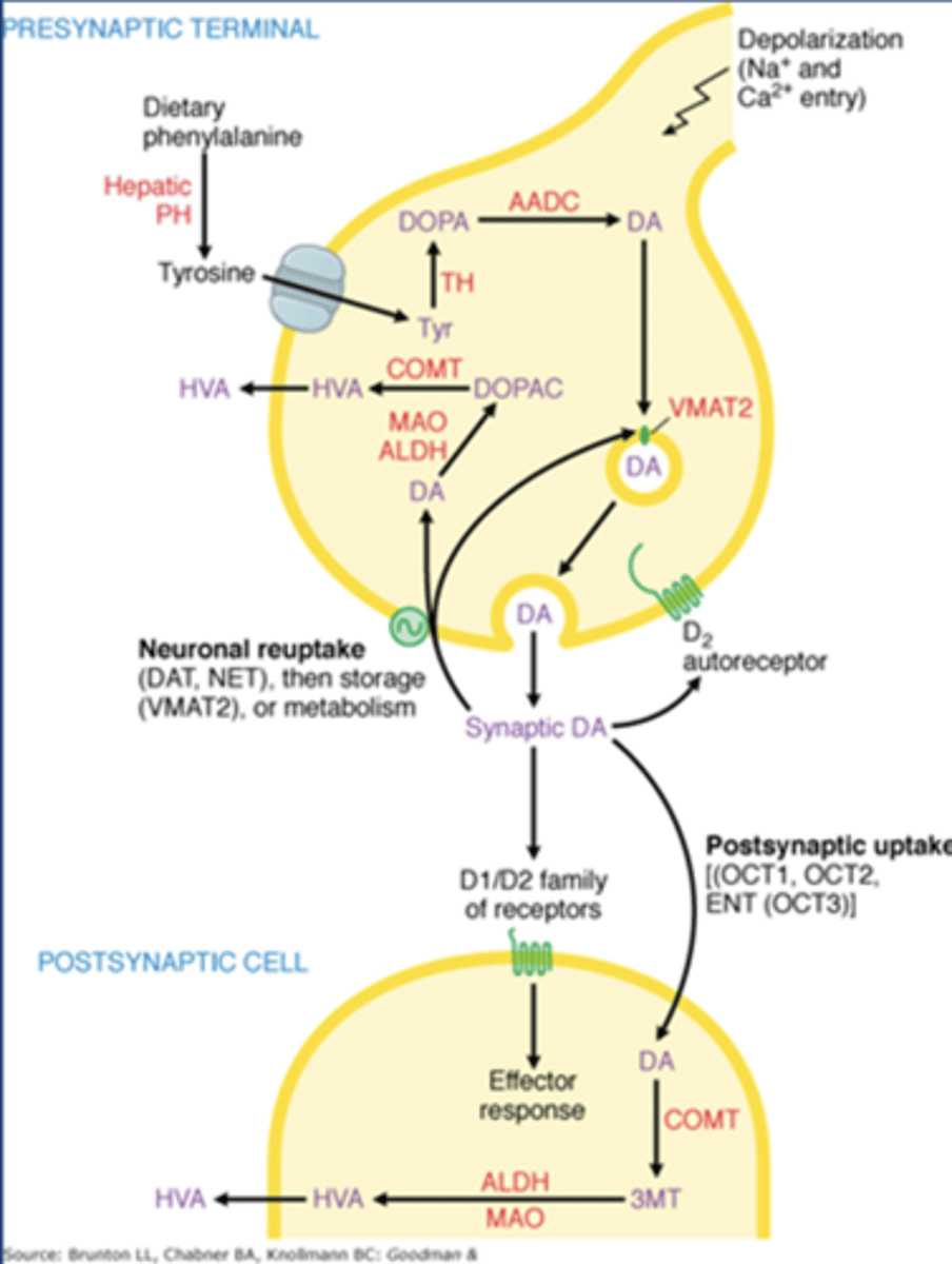 <p>-Gi coupled D2 receptors</p>