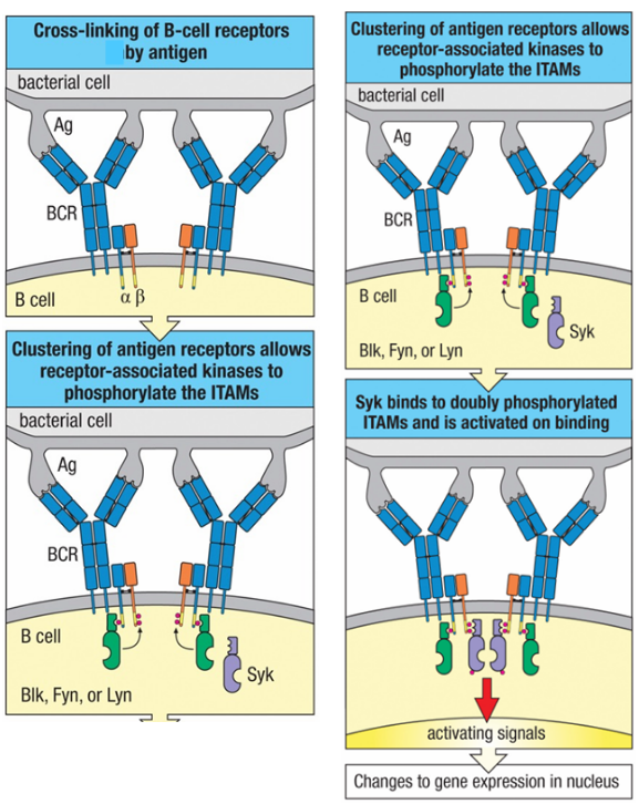 MMI 188 M2 Ch. 9 Immunity Mediated by B Cells and Antibodies