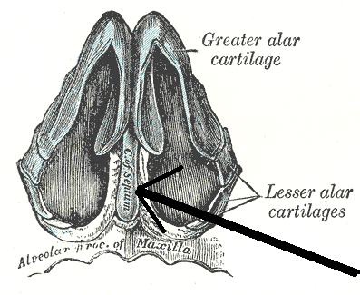 <p>Name the structure</p>