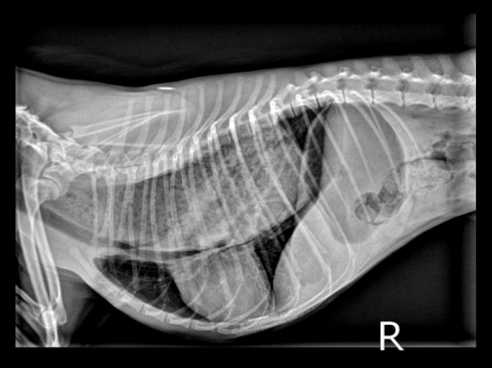 <p>idiopathic, secondary</p>