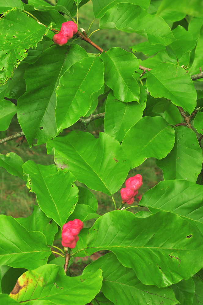 <p>Cucumber Tree</p>