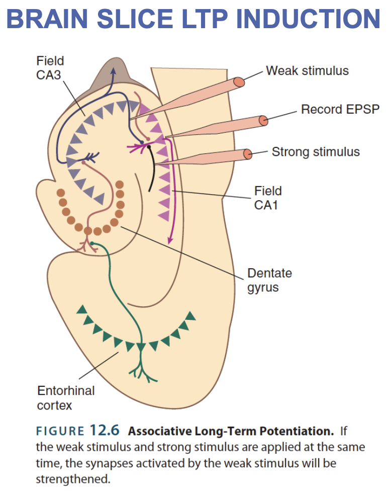 <p><strong>associative long-term potentiation</strong></p>