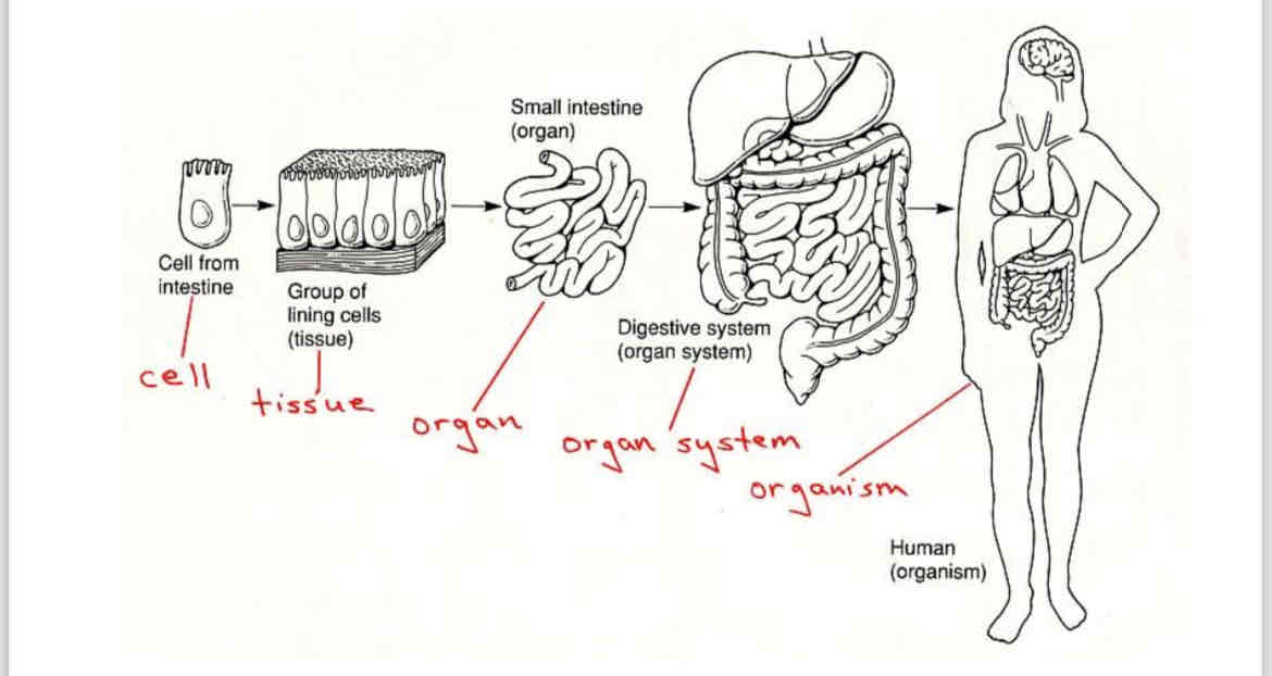 <p>In multicellular organisms the hierarchy is as follows</p>