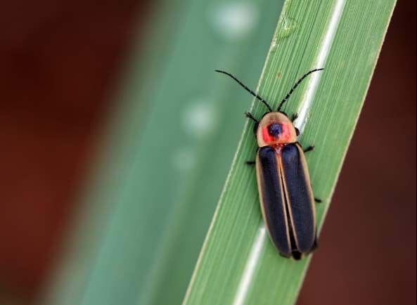 <p>Firefly</p>