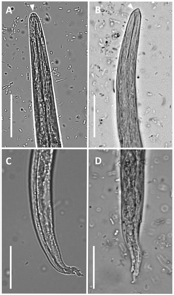 <p>Dorsal spined tails</p>
